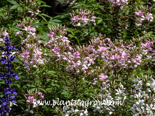 Senorita Mi Amor Cleome (Cleome hassleriana)